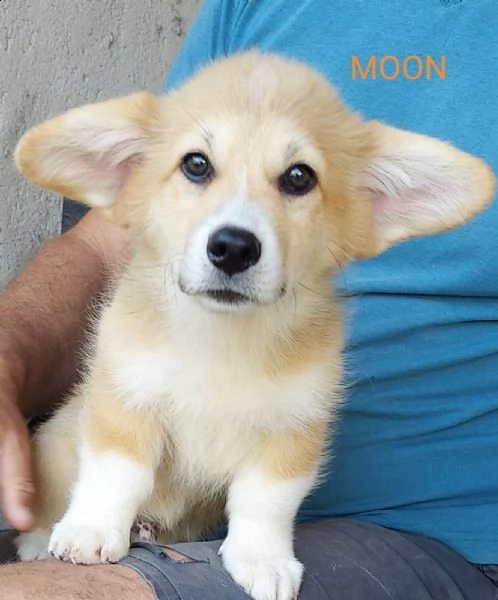 corgi gallese pembroke cuccioli | Foto 0