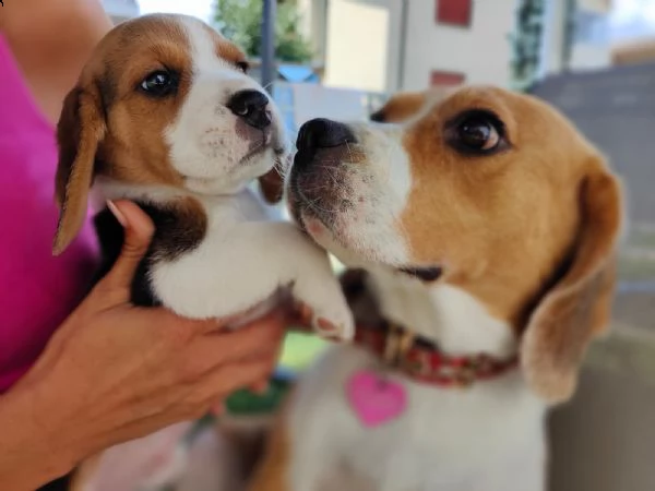 cuccioli di beagle con pedigree nati e cresciuti in famiglia 