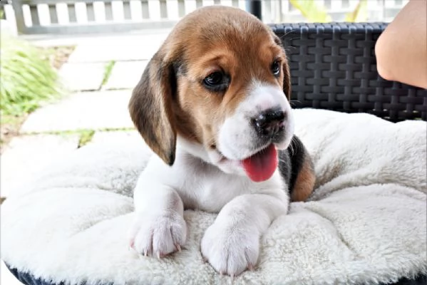 cuccioli di beagle con pedigree nati e cresciuti in famiglia  | Foto 2
