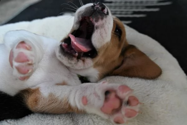cuccioli di beagle con pedigree nati e cresciuti in famiglia  | Foto 0