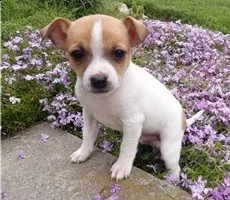 disponibili cuccioli di jack russell terrier