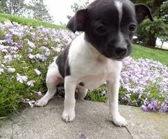 disponibili cuccioli di jack russell terrier | Foto 0