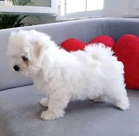 maltesi coreani | Foto 0