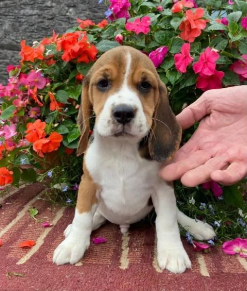 Carta da Parati Cucciolo di beagle splendida in giardino