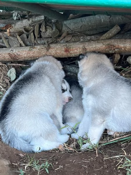cuccioli di siberian husky | Foto 2