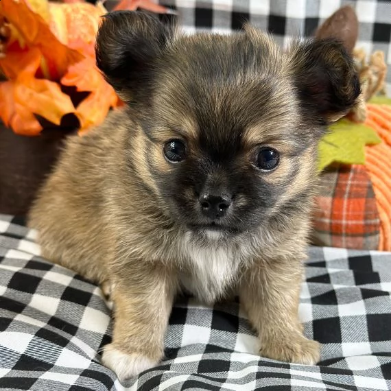 adorabile cucciolo di chihuahua in reinserimento  | Foto 2