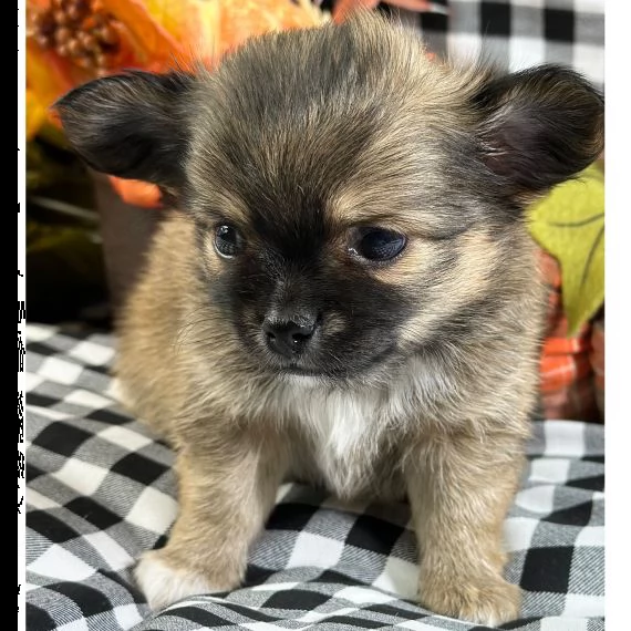 adorabile cucciolo di chihuahua in reinserimento  | Foto 1