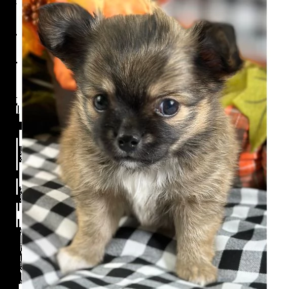 adorabile cucciolo di chihuahua in reinserimento  | Foto 0
