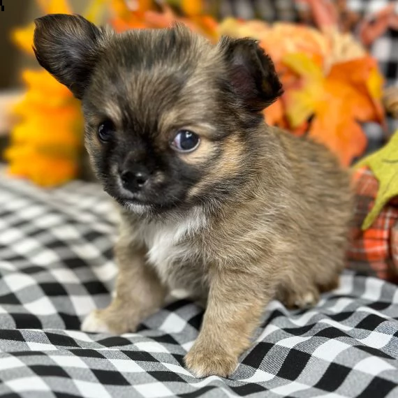 adorabile cucciolo di chihuahua in reinserimento 