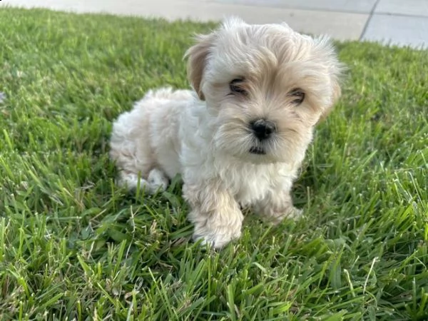 cucciolo di maltipoo allevato in casa per adozione  | Foto 4