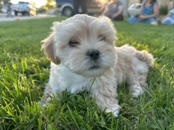 cucciolo di maltipoo allevato in casa per adozione  | Foto 3