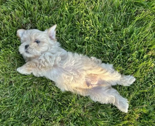 cucciolo di maltipoo allevato in casa per adozione  | Foto 2