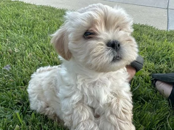 cucciolo di maltipoo allevato in casa per adozione  | Foto 1