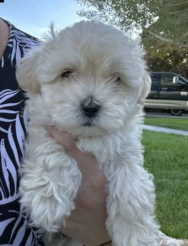 cucciolo di maltipoo allevato in casa per adozione 