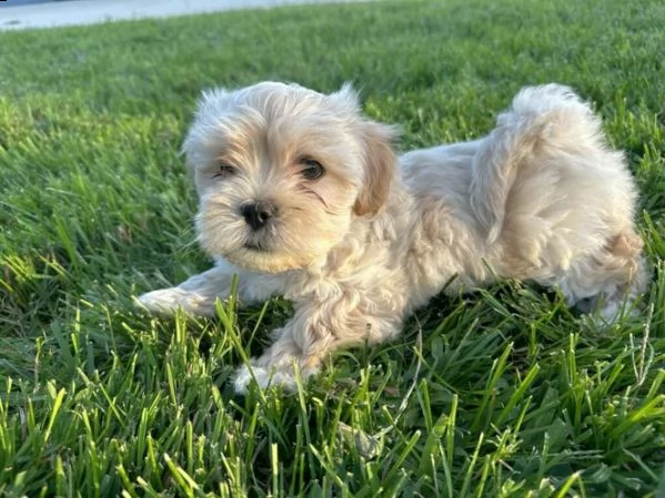 cucciolo di maltipoo allevato in casa per adozione  | Foto 0