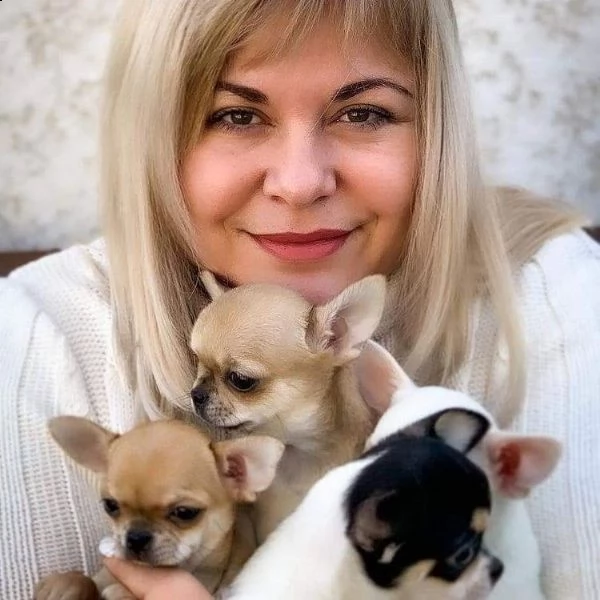 ottimi cuccioli di chihuahua regalo gratuito per la tua famiglia non siamo allevatori siamo una fam | Foto 0