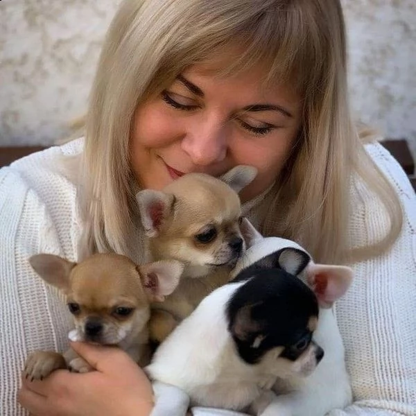 ottimi cuccioli di chihuahua regalo gratuito per la tua famiglia non siamo allevatori siamo una fam