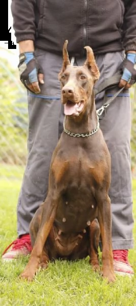 doberman cuccioli in vendita | Foto 4