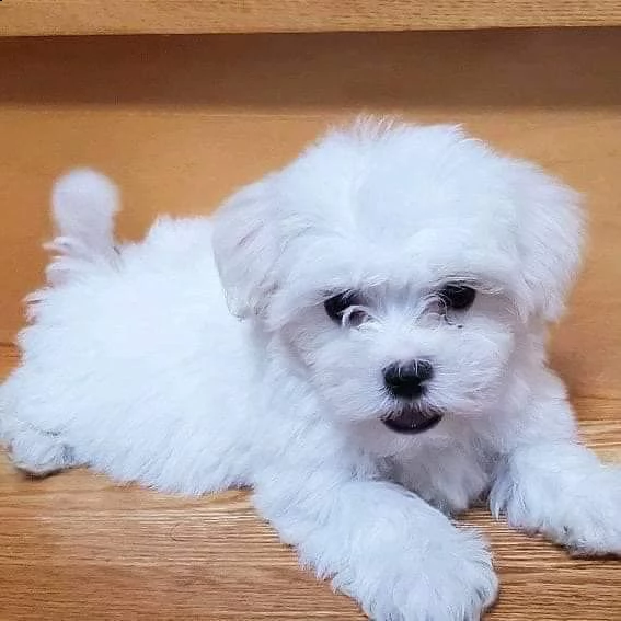 cuccioli di maltese toy | Foto 0