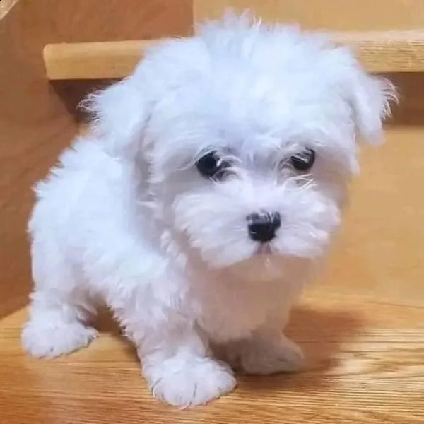 cuccioli di maltese toy