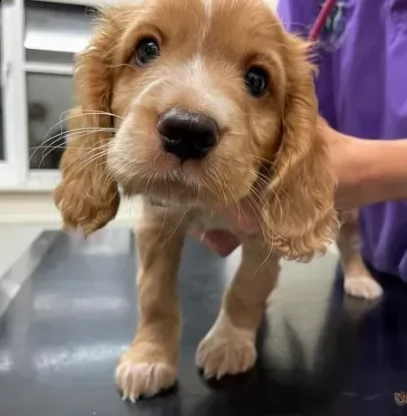 bellissimi cuccioli di cocker spaniel in cerca di casa