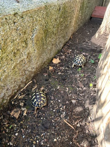 Testudo hermanni | Foto 0
