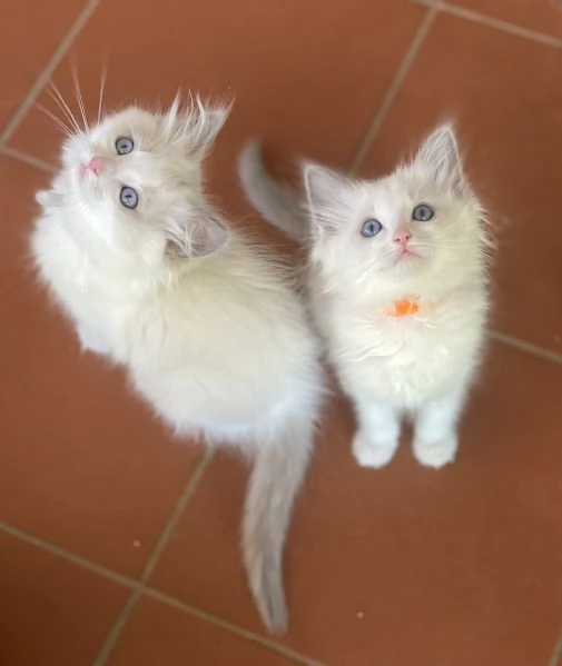Cuccioli Ragdoll con Pedigree  Allevamento Blue Lions | Foto 5