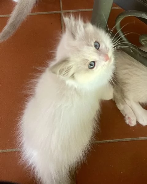 Cuccioli Ragdoll con Pedigree  Allevamento Blue Lions | Foto 4