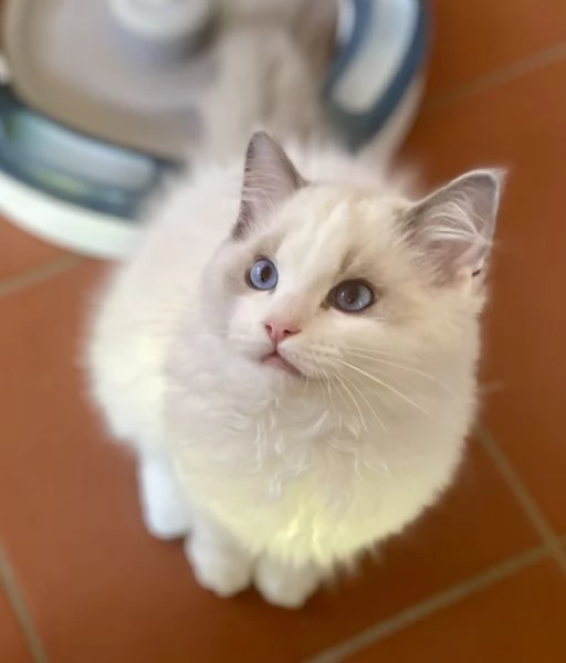 Cuccioli Ragdoll con Pedigree  Allevamento Blue Lions | Foto 3