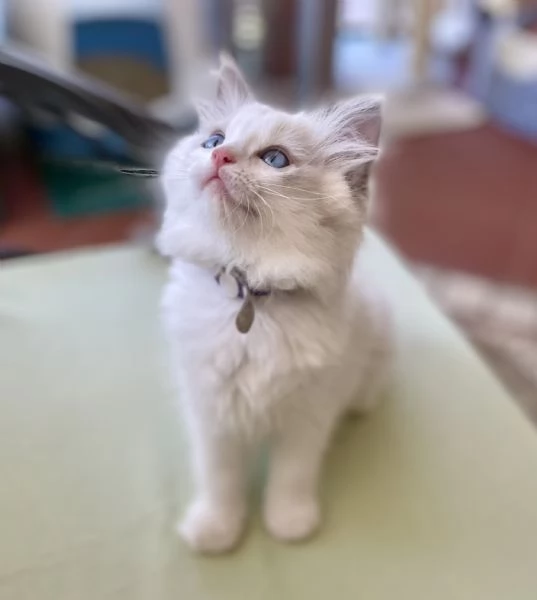 Cuccioli Ragdoll con Pedigree  Allevamento Blue Lions | Foto 2