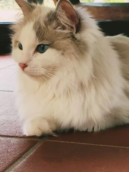 Cuccioli Ragdoll con Pedigree  Allevamento Blue Lions | Foto 1