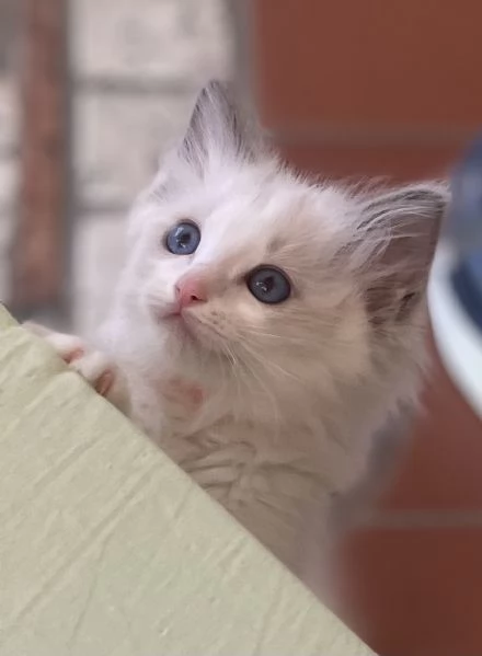 Cuccioli Ragdoll con Pedigree  Allevamento Blue Lions
