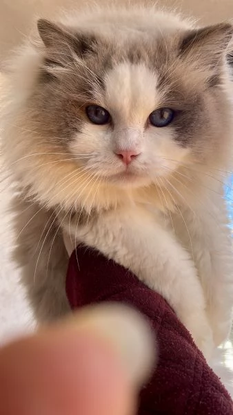 Cuccioli Ragdoll con Pedigree  Allevamento Blue Lions | Foto 0