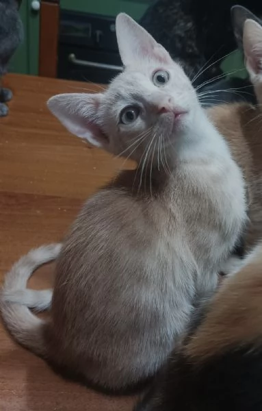 Gattini in adozione | Foto 3
