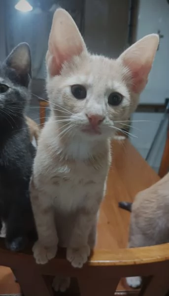 Gattini in adozione