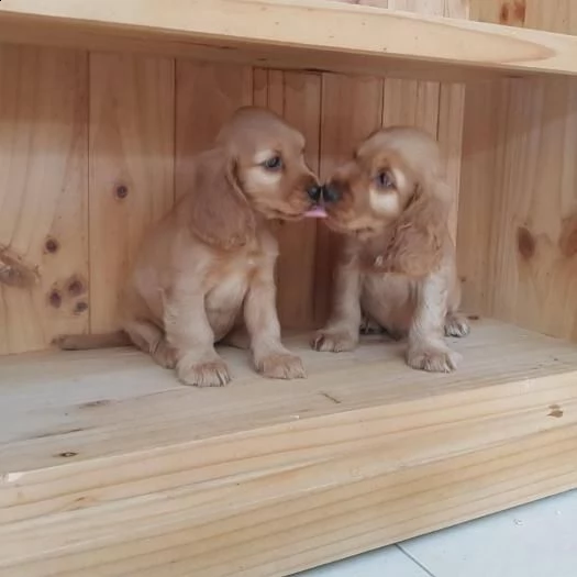 cuccioli di cocker spaniel | Foto 0