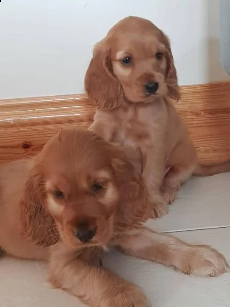 cuccioli di cocker spaniel