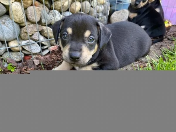 cuccioli di pinscher nano di razza pura neri | Foto 4