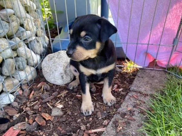 cuccioli di pinscher nano di razza pura neri | Foto 3