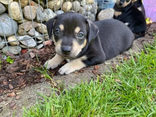 cuccioli di pinscher nano di razza pura neri | Foto 2