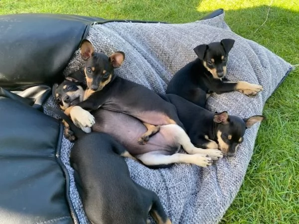cuccioli di pinscher nano di razza pura neri | Foto 1