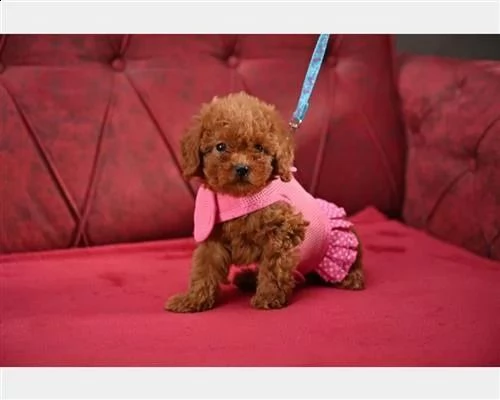 adorabili cuccioli di barboncino giocattolo | Foto 1