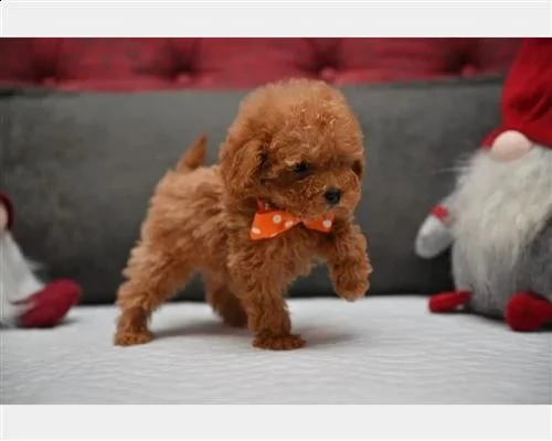 adorabili cuccioli di barboncino giocattolo | Foto 0