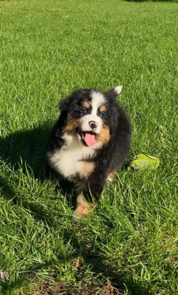 cuccioli di bovaro del bernese