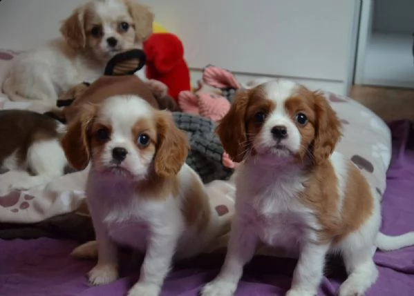 kuccioli cavalier king charles