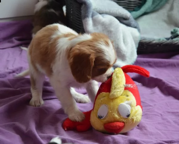kuccioli cavalier king charles | Foto 2