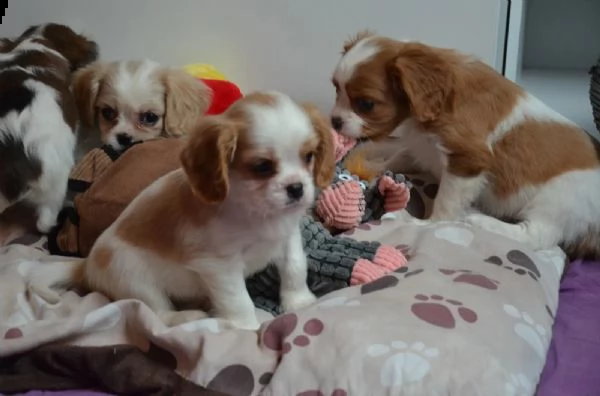 kuccioli cavalier king charles | Foto 1