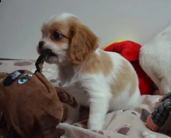 kuccioli cavalier king charles | Foto 0