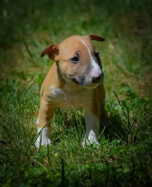 3 splendidi cuccioli di bull terrier | Foto 1