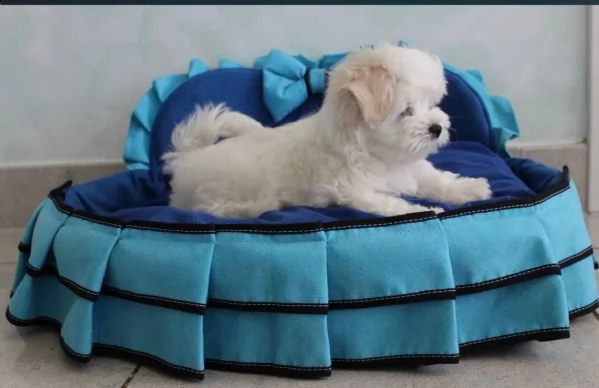 cuccioli di cane maltese | Foto 1